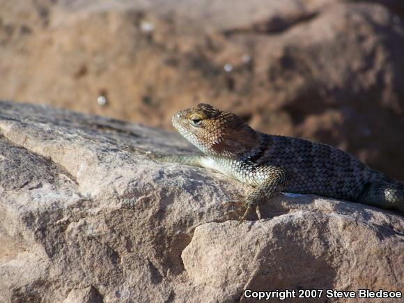 Orange-headed Spiny Lizard (Sceloporus magister cephaloflavus)