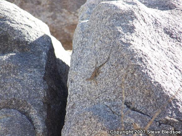 Banded Rock Lizard (Petrosaurus mearnsi)