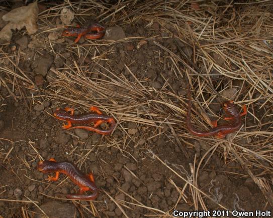 Yellow-eyed Ensatina (Ensatina eschscholtzii xanthoptica)