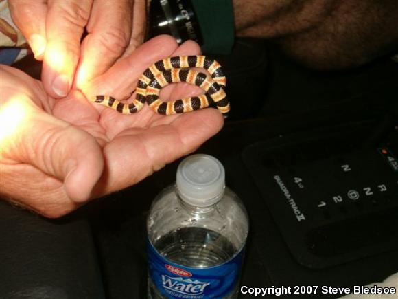 Colorado Desert Shovel-nosed Snake (Chionactis occipitalis annulata)