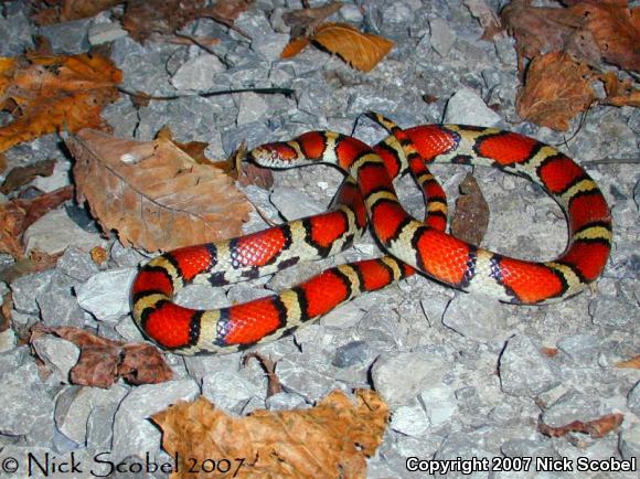 Red Milksnake (Lampropeltis triangulum syspila)