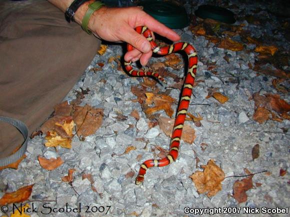 Red Milksnake (Lampropeltis triangulum syspila)