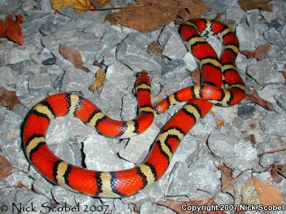 Red Milksnake (Lampropeltis triangulum syspila)