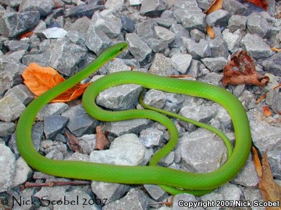 Rough Greensnake (Opheodrys aestivus)