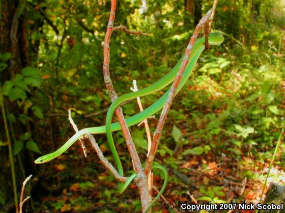 Rough Greensnake (Opheodrys aestivus)