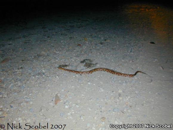 Northern  Copperhead (Agkistrodon contortrix mokasen)