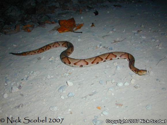 Northern  Copperhead (Agkistrodon contortrix mokasen)