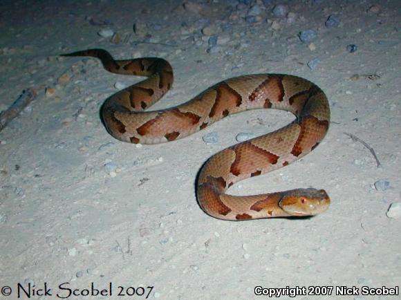 Northern  Copperhead (Agkistrodon contortrix mokasen)