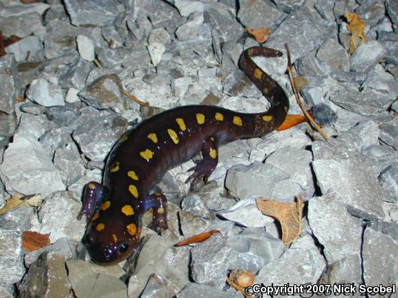 Spotted Salamander (Ambystoma maculatum)