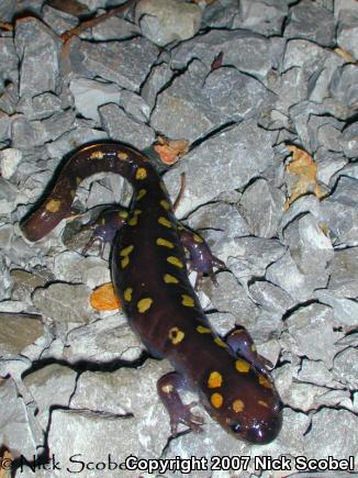 Spotted Salamander (Ambystoma maculatum)