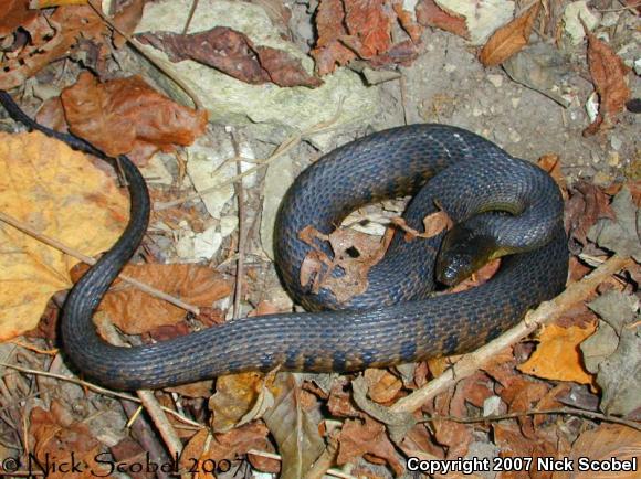 Mississippi Green Watersnake (Nerodia cyclopion)