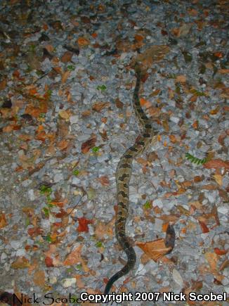 Timber Rattlesnake (Crotalus horridus)