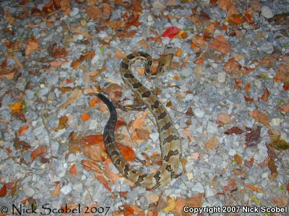 Timber Rattlesnake (Crotalus horridus)