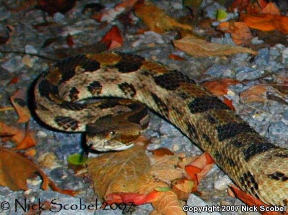 Timber Rattlesnake (Crotalus horridus)