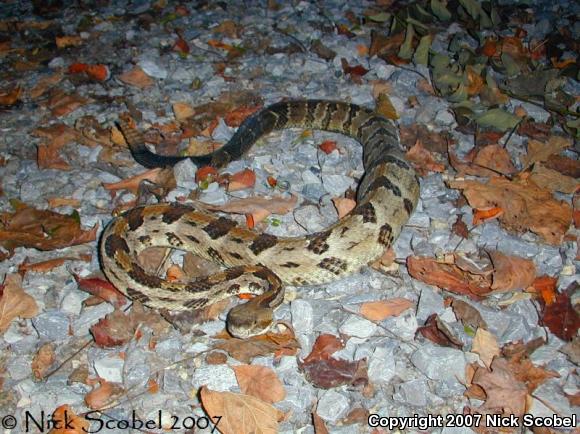 Timber Rattlesnake (Crotalus horridus)