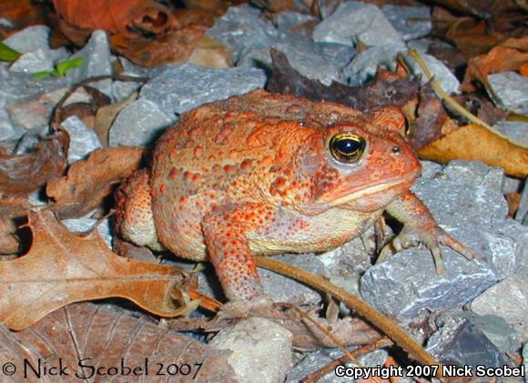 Dwarf American Toad (Anaxyrus americanus charlesmithi)