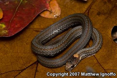 Northern Red-bellied Snake (Storeria occipitomaculata occipitomaculata)