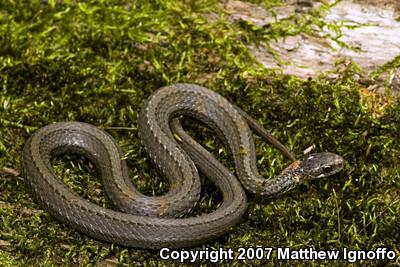 Northern Red-bellied Snake (Storeria occipitomaculata occipitomaculata)