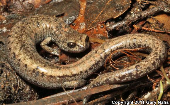 Tehachapi Slender Salamander (Batrachoseps stebbinsi)