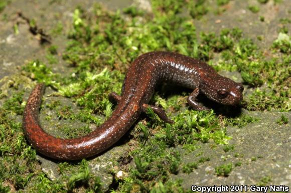 Sequoia Slender Salamander (Batrachoseps kawia)