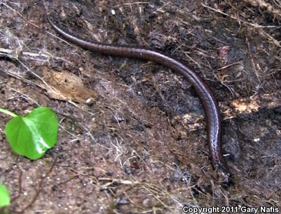 Kings River Slender Salamander (Batrachoseps regius)