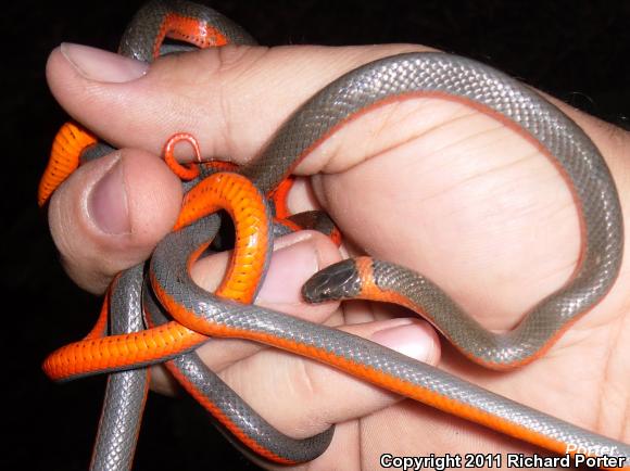 Coral-bellied Ring-necked Snake (Diadophis punctatus pulchellus)