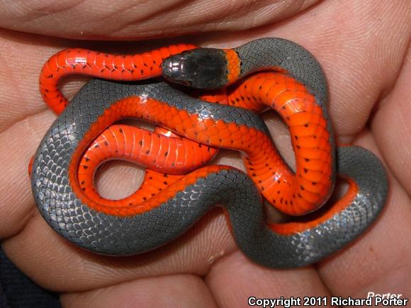 Coral-bellied Ring-necked Snake (Diadophis punctatus pulchellus)