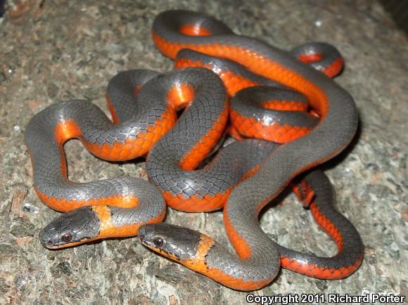 Coral-bellied Ring-necked Snake (Diadophis punctatus pulchellus)