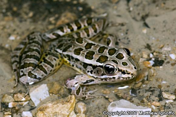 Pickerel Frog (Lithobates palustris)