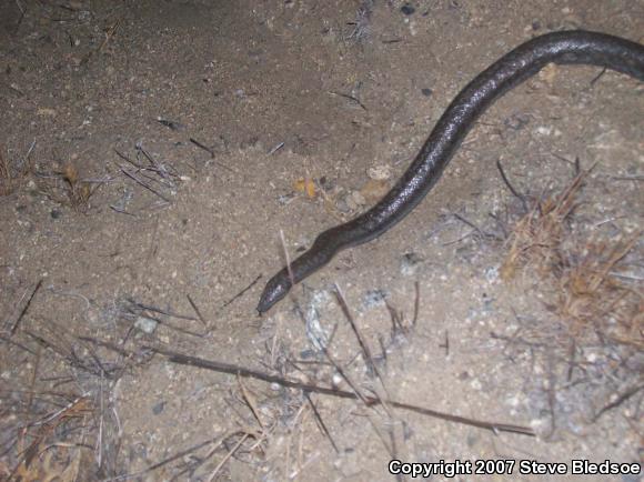 Coastal Rosy Boa (Lichanura trivirgata roseofusca)