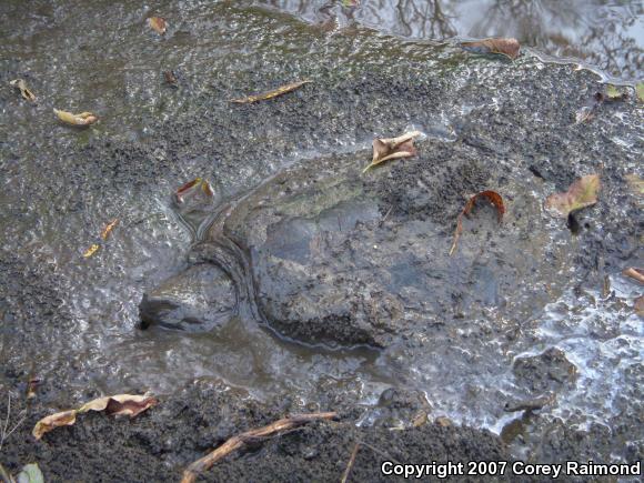 Eastern Snapping Turtle (Chelydra serpentina serpentina)