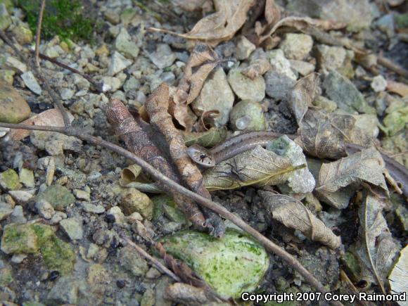 Dekay's Brownsnake (Storeria dekayi)