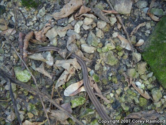 Dekay's Brownsnake (Storeria dekayi)