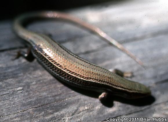 Northern Prairie Skink (Plestiodon septentrionalis septentrionalis)