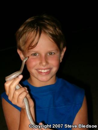 Coastal Rosy Boa (Lichanura trivirgata roseofusca)