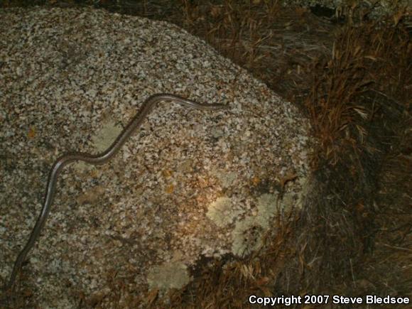 Coastal Rosy Boa (Lichanura trivirgata roseofusca)