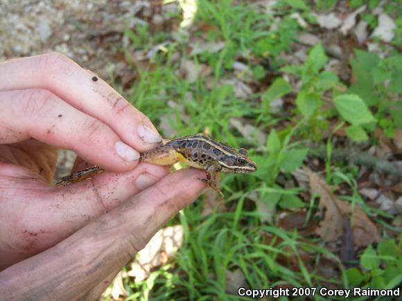 Pickerel Frog (Lithobates palustris)