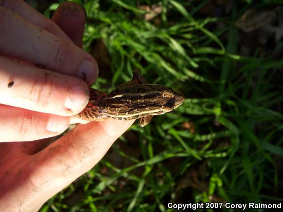 Pickerel Frog (Lithobates palustris)