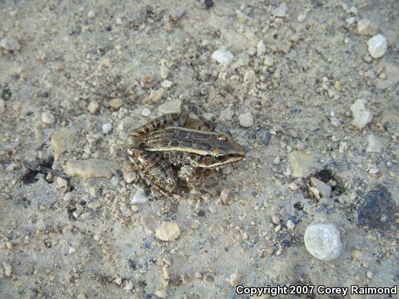 Pickerel Frog (Lithobates palustris)