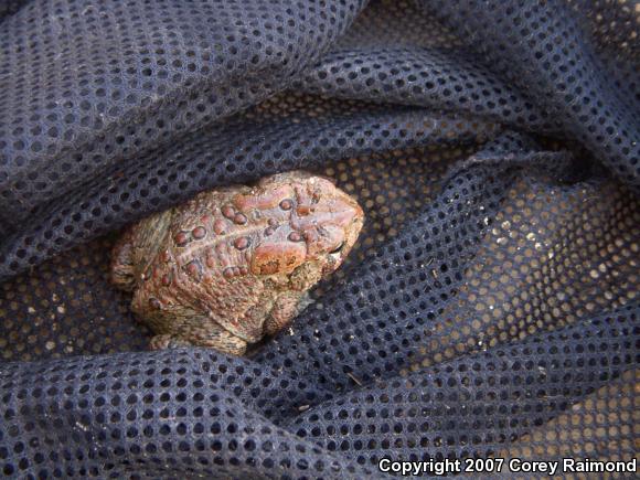 Eastern American Toad (Anaxyrus americanus americanus)