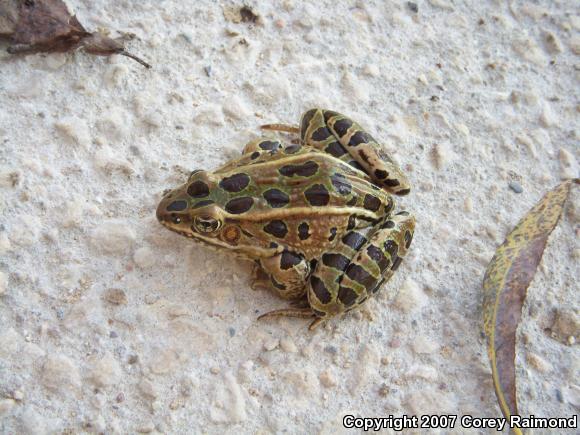 Northern Leopard Frog (Lithobates pipiens)