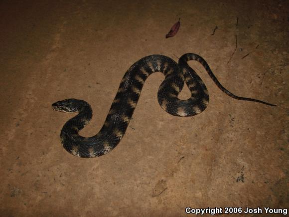 Banded Watersnake (Nerodia fasciata fasciata)