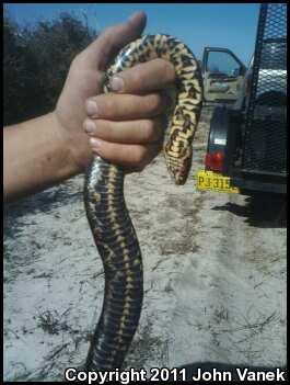 Carolina Watersnake (Nerodia sipedon williamengelsi)