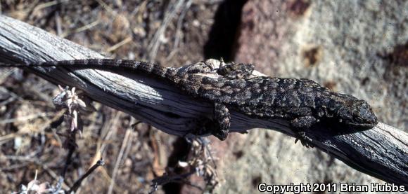 Big Bend Tree Lizard (Urosaurus ornatus schmidti)