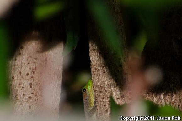 Orange-spotted Day Gecko (Phelsuma guimbeaui)