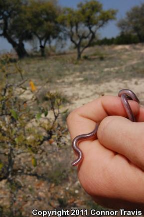 Texas Threadsnake (Leptotyphlops dulcis dulcis)