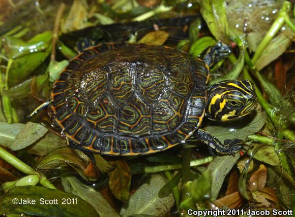 Suwannee Cooter (Pseudemys suwanniensis)