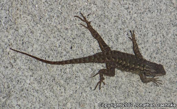 Great Basin Fence Lizard (Sceloporus occidentalis longipes)