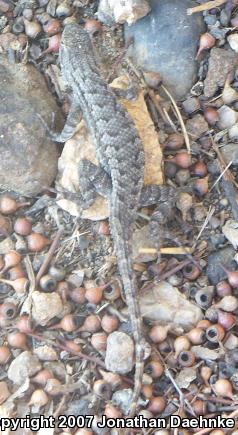 Great Basin Fence Lizard (Sceloporus occidentalis longipes)