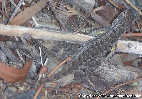 Great Basin Fence Lizard (Sceloporus occidentalis longipes)